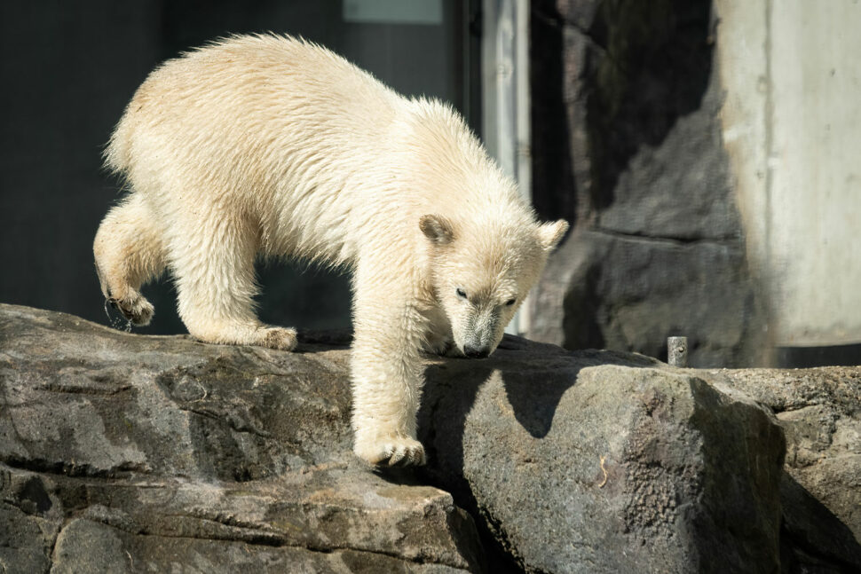 Isbjörn på Köpenhamns zoo dog av elstöt Elinstallatören